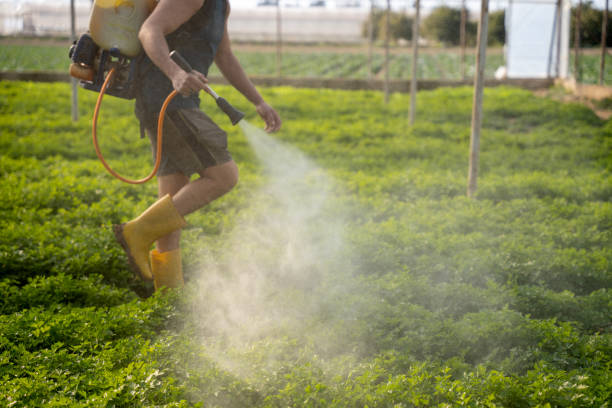 Best Wasp Removal Services  in Brooklyn, OH
